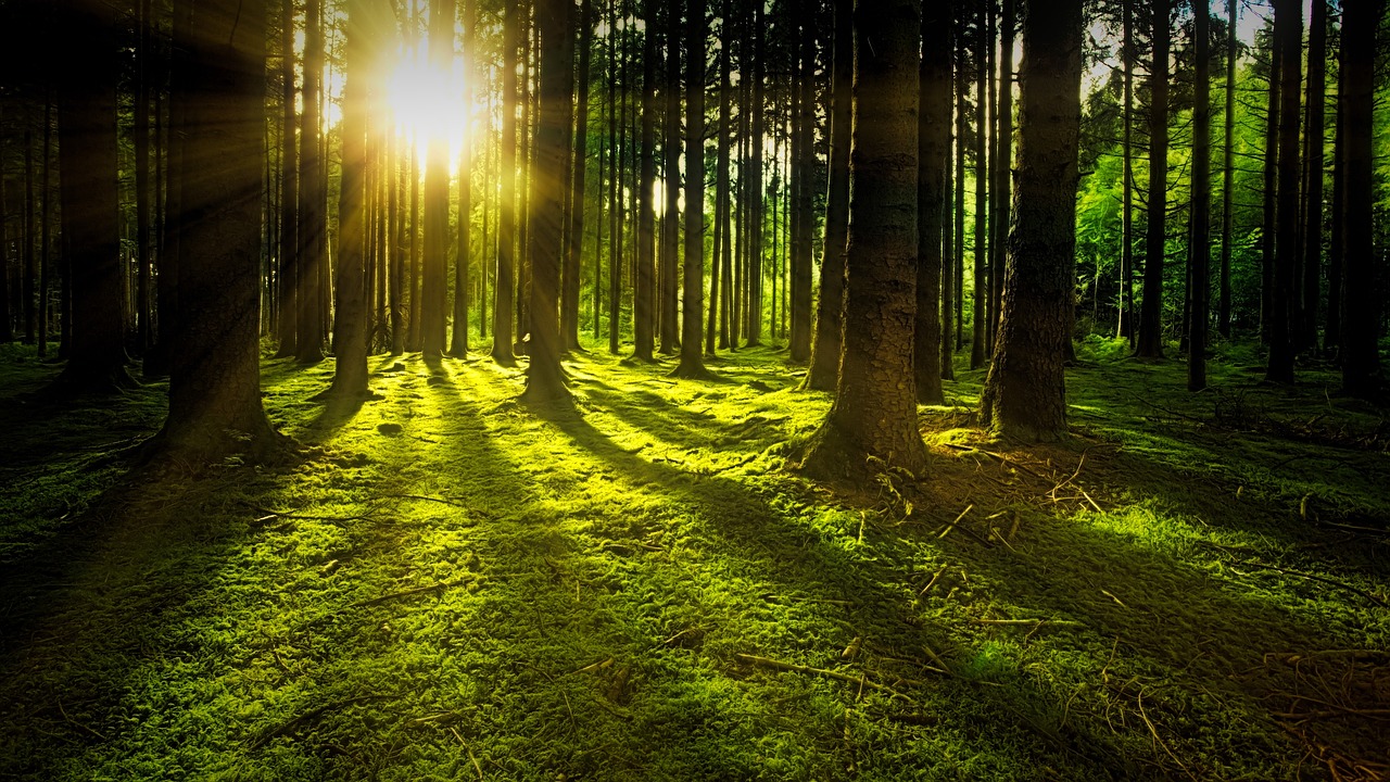 trees-3294681_1280_Kopie_2.jpeg trees-3294681_1280_Kopie_2.jpeg